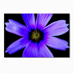 Purple Bloom Postcard 4 x 6  (10 Pack) by BeachBum