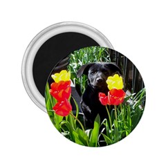 Black Gsd Pup 2 25  Button Magnet by StuffOrSomething