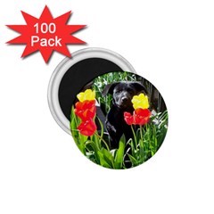 Black Gsd Pup 1 75  Button Magnet (100 Pack) by StuffOrSomething