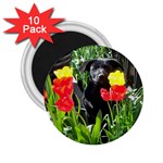 Black GSD Pup 2.25  Button Magnet (10 pack) Front