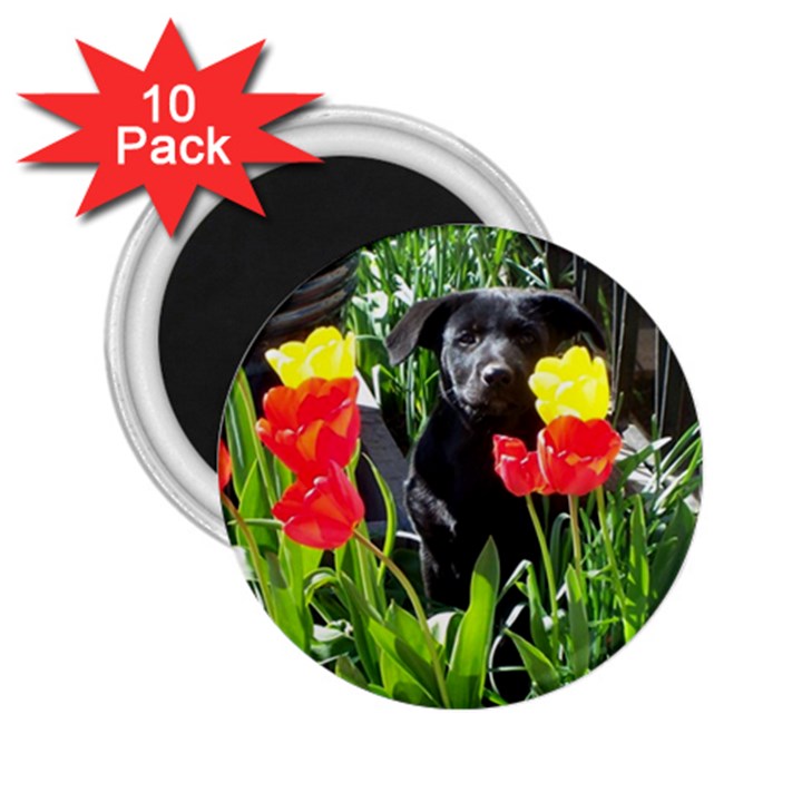 Black GSD Pup 2.25  Button Magnet (10 pack)