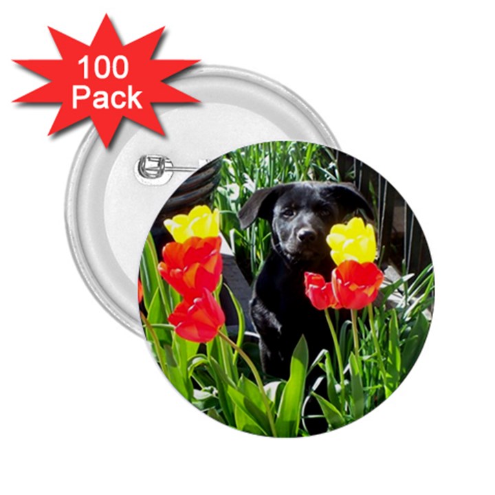 Black GSD Pup 2.25  Button (100 pack)