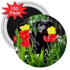 Black Gsd Pup 3  Button Magnet (100 Pack) by StuffOrSomething