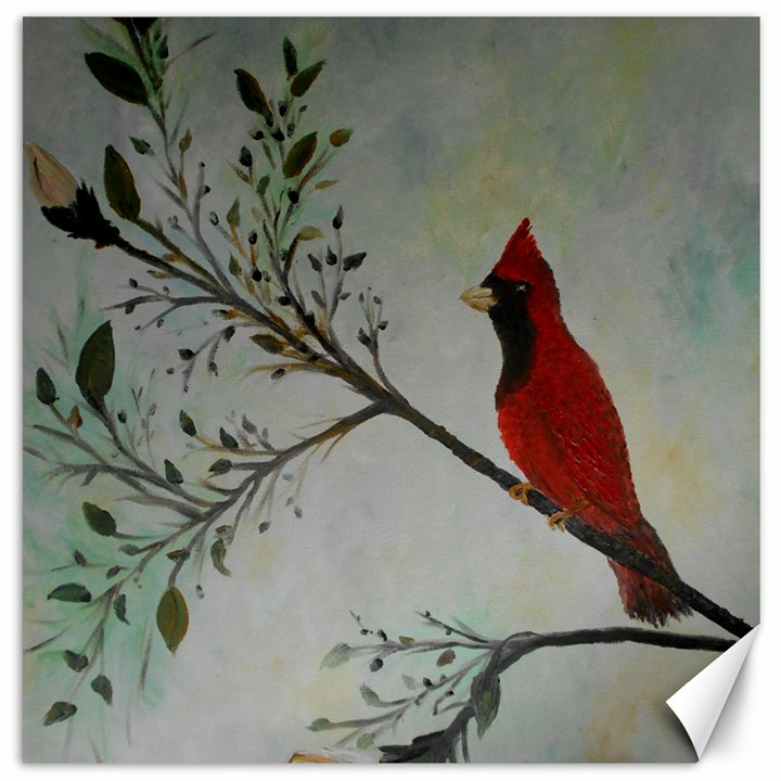 Sweet Red Cardinal Canvas 12  x 12  (Unframed)