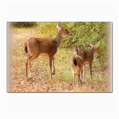 Deer In Nature Postcard 4 x 6  (10 Pack) by uniquedesignsbycassie