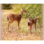 Deer in Nature Deluxe Canvas 14  x 11  (Framed) 14  x 11  x 1.5  Stretched Canvas