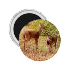 Deer In Nature 2 25  Button Magnet by uniquedesignsbycassie