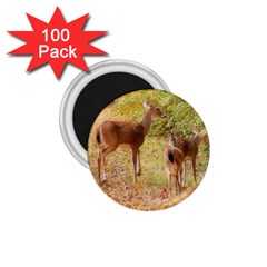 Deer In Nature 1 75  Button Magnet (100 Pack)