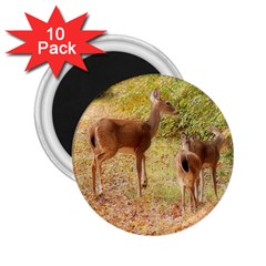 Deer In Nature 2 25  Button Magnet (10 Pack)