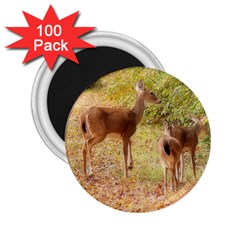 Deer In Nature 2 25  Button Magnet (100 Pack) by uniquedesignsbycassie