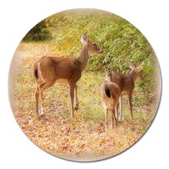 Deer In Nature Magnet 5  (round) by uniquedesignsbycassie