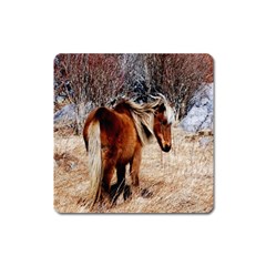 Pretty Pony Magnet (square) by Rbrendes