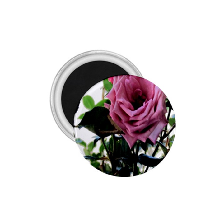 Rose 1.75  Button Magnet