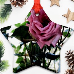 Rose Star Ornament