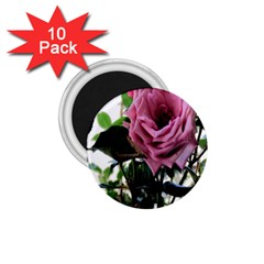 Rose 1 75  Button Magnet (10 Pack)