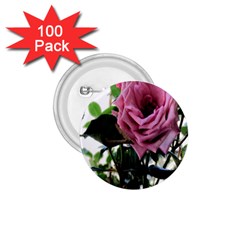 Rose 1 75  Button (100 Pack)