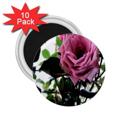 Rose 2 25  Button Magnet (10 Pack) by Rbrendes