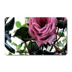 Rose Magnet (rectangular) by Rbrendes