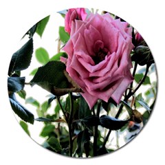 Rose Magnet 5  (round)