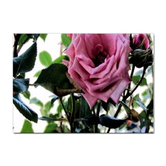 Rose A4 Sticker 10 Pack