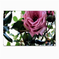 Rose Postcard 4 x 6  (10 Pack)