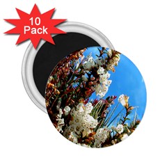 Australia Flowers 2 25  Button Magnet (10 Pack) by Rbrendes