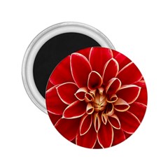 Red Dahila 2.25  Button Magnet