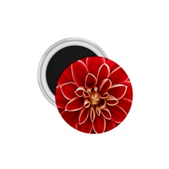 Red Dahila 1.75  Button Magnet