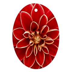 Red Dahila Oval Ornament