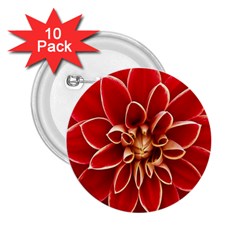 Red Dahila 2.25  Button (10 pack)