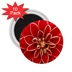 Red Dahila 2.25  Button Magnet (10 pack)