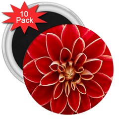 Red Dahila 3  Button Magnet (10 pack)