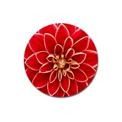 Red Dahila Magnet 3  (Round)