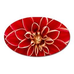 Red Dahila Magnet (Oval)