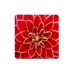 Red Dahila Magnet (Square)