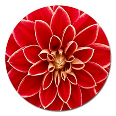 Red Dahila Magnet 5  (Round)