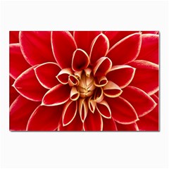 Red Dahila Postcard 4 x 6  (10 Pack)