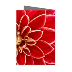 Red Dahila Mini Greeting Card (8 Pack)