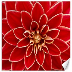 Red Dahila Canvas 16  x 16  (Unframed)