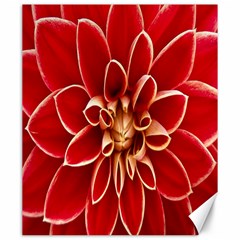 Red Dahila Canvas 20  x 24  (Unframed)