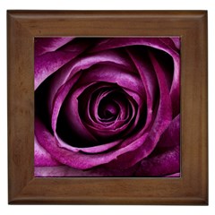 Deep Purple Rose Framed Ceramic Tile