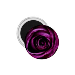 Deep Purple Rose 1 75  Button Magnet by Colorfulart23