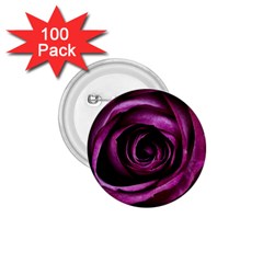 Deep Purple Rose 1.75  Button (100 pack)