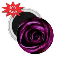 Deep Purple Rose 2 25  Button Magnet (100 Pack) by Colorfulart23