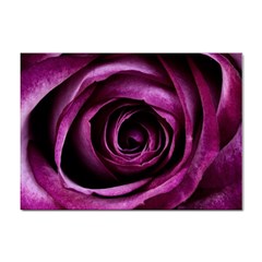 Deep Purple Rose A4 Sticker 100 Pack