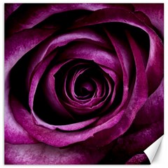 Deep Purple Rose Canvas 20  X 20  (unframed) by Colorfulart23