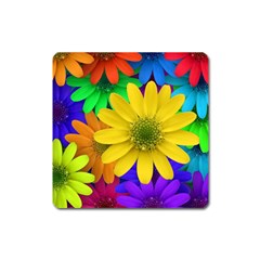 Gerbera Daisies Magnet (square)