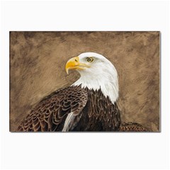 Eagle Postcards 5  X 7  (10 Pack) by TonyaButcher