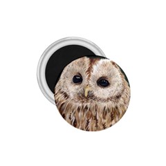 Tawny Owl 1 75  Button Magnet by TonyaButcher