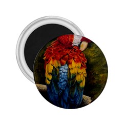 Preening 2.25  Button Magnet